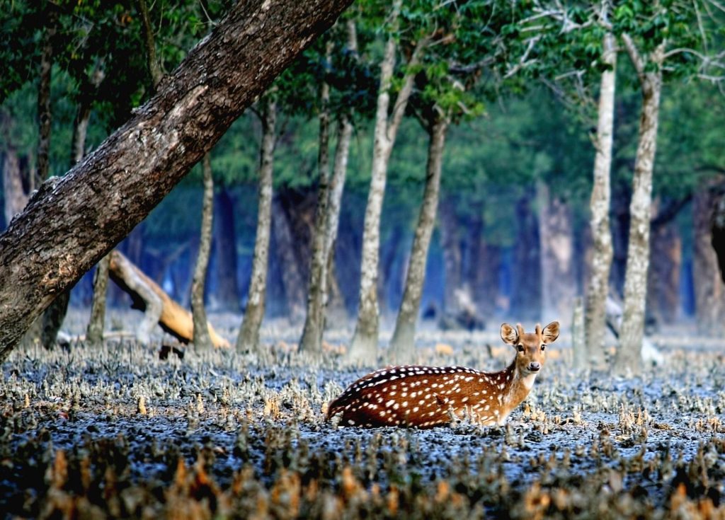 Family-Friendly Sundarbans Boat Trip for Memorable Family Adventures