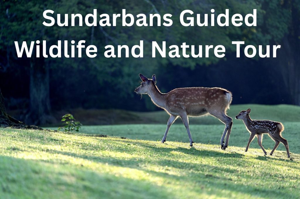 Sundarbans Guided Wildlife and Nature Tour
