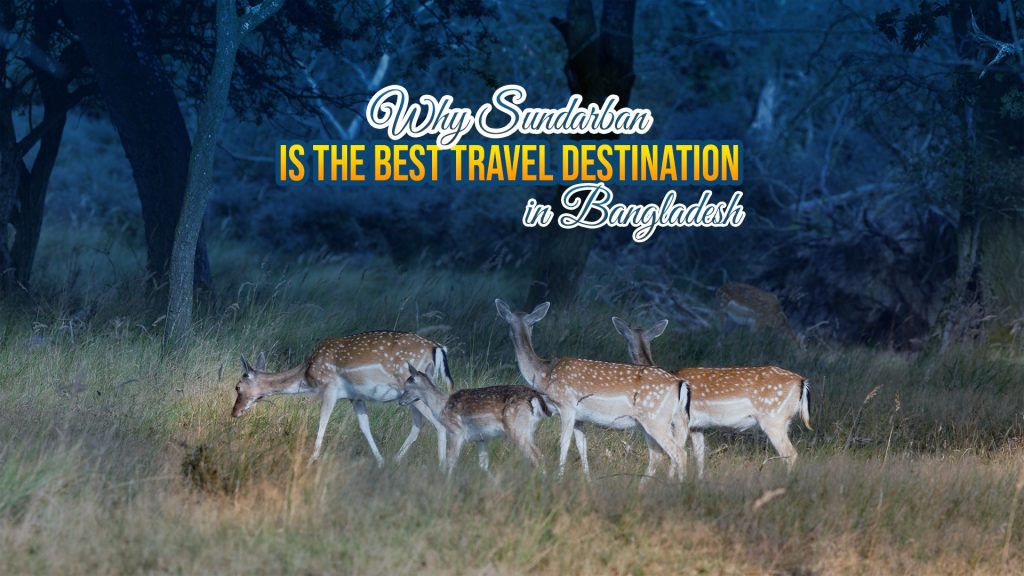Why Sundarban is the Best Travel Destination in Bangladesh